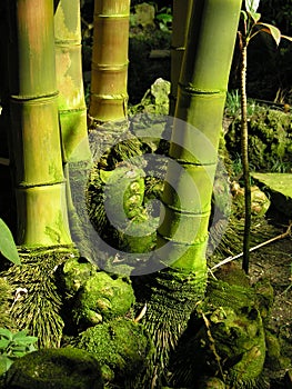 Bamboo canes