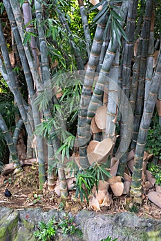 bamboo canes growing in tropical park in Tenerife