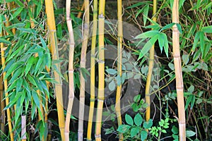 Bamboo