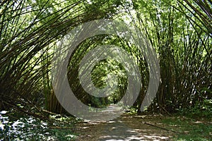 Bamboo Cathedral, Trinidad and Tobago