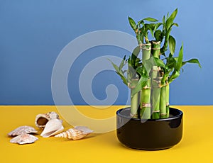 Bamboo in a ceramic pot on a colored background