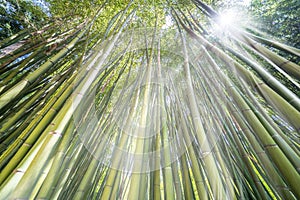 The Bamboo Cevennes, Occitanie, France