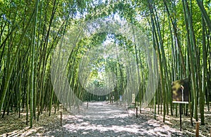 The Bamboo Cevennes, Occitanie, France photo