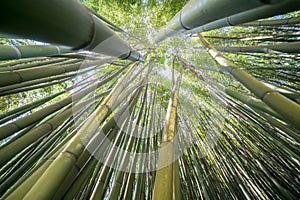 The Bamboo Cevennes, Occitanie, France photo