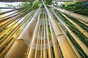 The Bamboo Cevennes, Occitanie, France photo