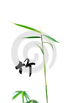 Bamboo and chinese calligraphy