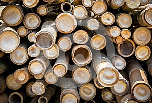 Bamboo circle cross section