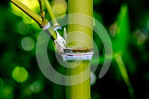 Bamboo close up