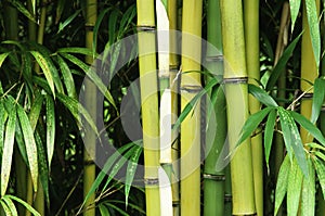 Bamboo close up