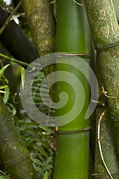 Bamboo close-up