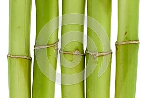 Bamboo Close-up