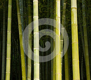 Bamboo close-up in the bamboo forest