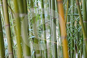 Bamboo close-up with bokeh