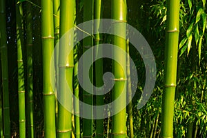 Bamboo closeup