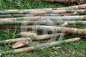 Bamboo closeup background