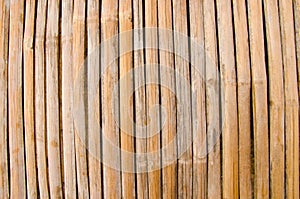 Bamboo closeup - pattern