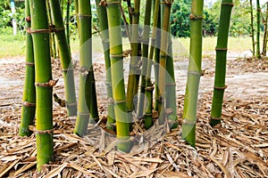 Bamboo clump in garden