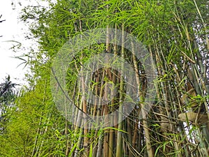 Bamboo clump