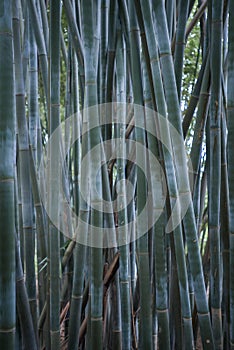 Bamboo
