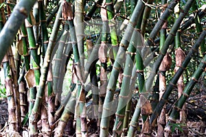 Bamboo clusters