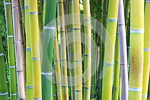 Bamboo copse, close-up of the green and yellow bamboo sticks