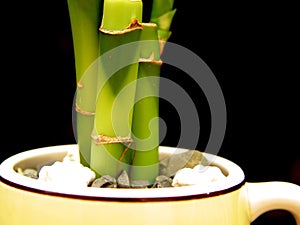 Bamboo In Cup