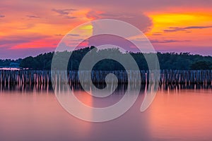 Bamboo dam protector in Mangrove forest