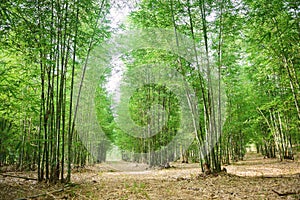 Bamboo Dendrocalamus sericeus Munro forest in Thailand