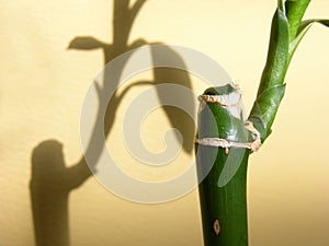 Bamboo Detail