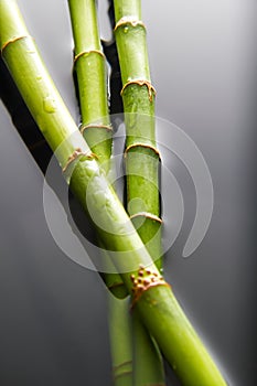 Bamboo dipped in water