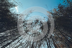 Bamboo evening in summer,Dry bamboo tree