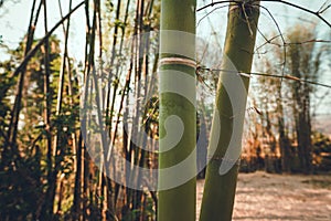 Bamboo evening in summer,Dry bamboo tree