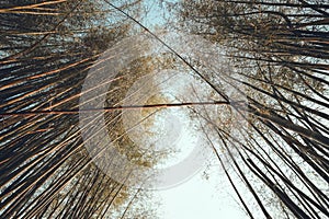 Bamboo evening in summer,Dry bamboo tree