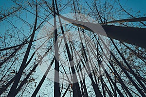 Bamboo evening in summer,Dry bamboo tree