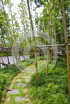 Bamboo feilds, China