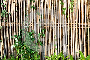 Bamboo fence