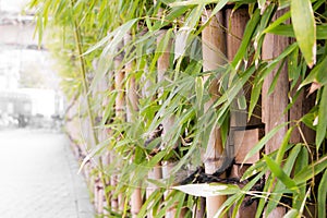 Bamboo fence