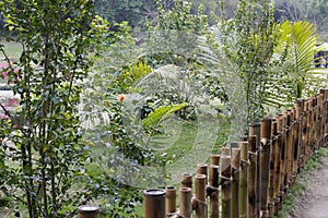 Bamboo fence