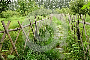 Bamboo fence