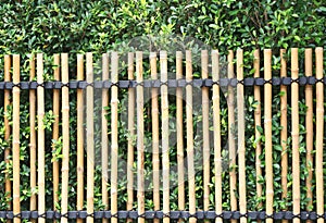 Bamboo fence and green tree,Natural wall background