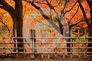 Bamboo fence with maple leaf background photo