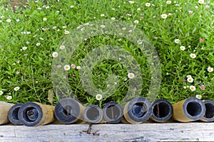 Bamboo fence and meadow with dandelions. Spring, freshness, nature, gardening - concept