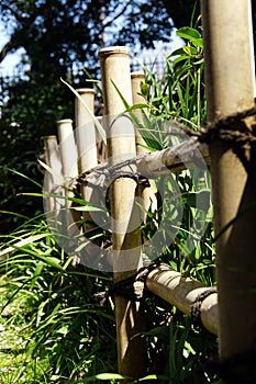 Bamboo fence