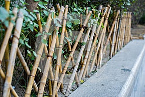 The bamboo fence