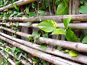 Bamboo Fence with Small Plant