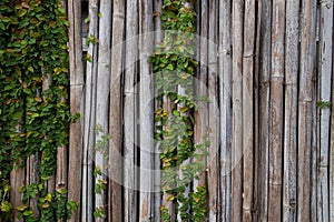 Bamboo fence texture for background