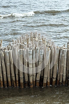 Bamboo fence wall is breakwater for protecting the shore and mangrove forest from wave erosion and storm in sea. Tranquil idyllic