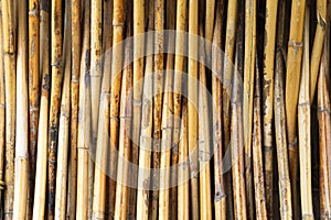 Bamboo fence or wall texture background