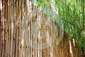 Bamboo fence and weeping willow tree on sunny day with beautiful light