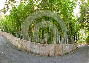 Bamboo fense and forest with sun star